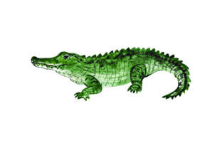 Alligator Watercolor: A Brand Designer's Review
