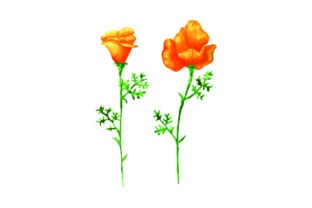 California Poppies in Watercolor: A Nature Amp Review
