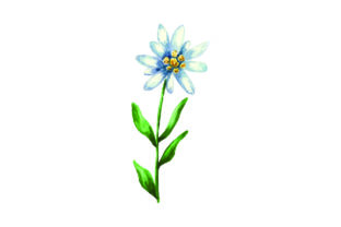 Edelweiss Watercolor: Nature Amp Review
