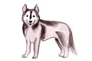 Husky in Watercolor: A Dogs Design Asset