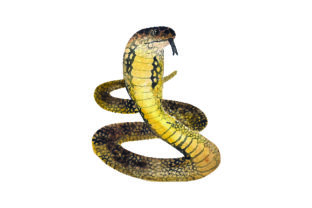 King Cobra - Watercolor: A Review for Animal Crafters