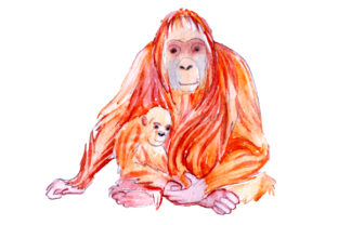 Mom and Baby Orangutans: Watercolor Animals for Branding