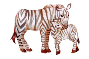 Mom and Baby Zebras in Watercolor Style for Animals Content