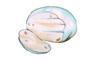 Mozzarella Cheese Watercolor Design Review