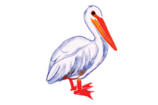 Pelican in Watercolor: Elevating Animal Content