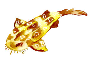 Spotted Wobbegong Watercolor: Australia Art
