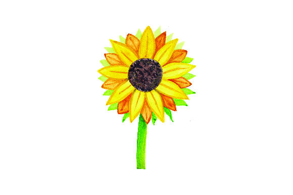 Sunflower Watercolor for Thanksgiving Digital Sales