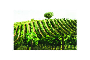 Vineyard - Watercolor Style for Wine Branding
