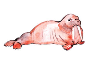 Walrus in Watercolor: Animals for Branding