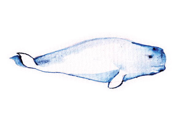 Watercolor Beluga: Elevating Animals in Brand Design