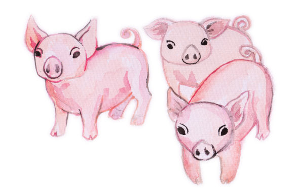 Watercolor Design Pigs: Designs Amp Branding