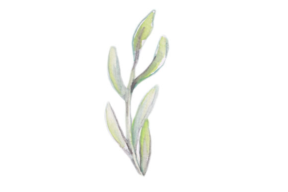 Watercolor Gum Leaves: An Australia Design Review