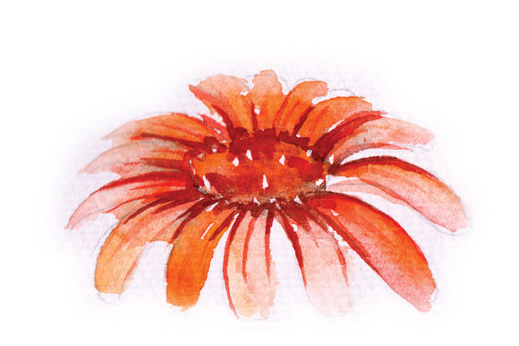 Watercolor Orange Daisy: Animals & Nature