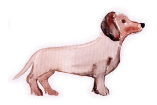 Watercolour Dachshund: A Spring Design Asset